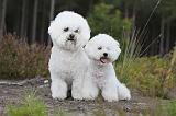 BICHON FRISE 336